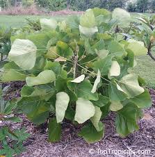 Image result for Erythrina abyssinica