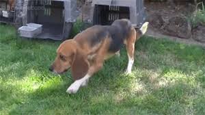 Https Encrypted Tbn0 Gstatic Com Images Q Tbn And9gcsaxfmz9baixcgnhwmhsuuppfqak1cklywqlg Usqp Cau Sleepytown+beagles | sleepytown beagles cartoons hope your doing well!! 2