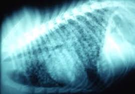 Inflammation of the lungs is a serious and symptomatic disease that is especially dangerous for children and the elderly. Blastomycosis Generalized Conditions Merck Veterinary Manual