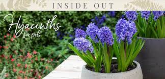 Then, water whenever the soil dries out. Hyacinths For Pots Tesselaar