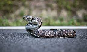 Pin On Reptiles And Amphibians