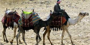 Google allows users to search the web for images, news, products, video, and other content. Mengapa Unta Mudah Berjalan Di Pasir Halaman All Kompas Com