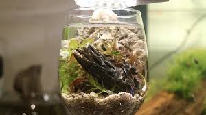 Turn A Wine Glass Into A Small Aquarium Aquarium Wine Glass Glass Aquarium