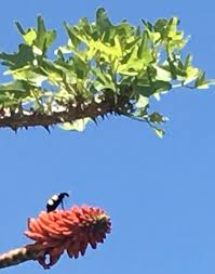 Image result for Erythrina livingstoniana