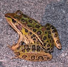 Image result for Lepidagathis andersoniana