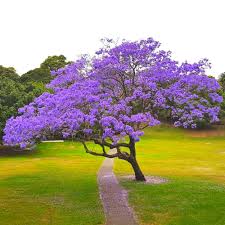 Image result for Jacaranda