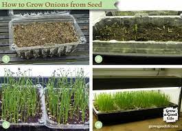 How To Grow Onions From Seed Growing Seeds Planting Vegetables Growing Onions From Seed