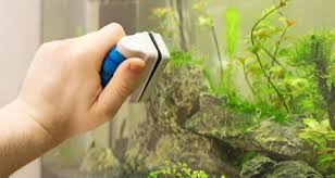 While light is the underlying cause for brush algae, the excess nutrients are feeding it too. 10 Easy Ways To Control Algae Growth In Your Aquarium Petcoach