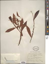 Image result for Rapanea