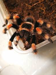 Image result for Centema subfusca