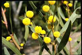 Image result for Acacia montigena