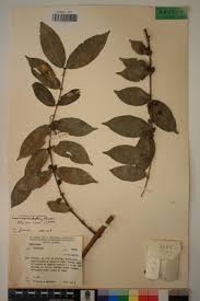 Image result for Cremaspora triflora