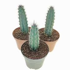 Image result for Pycreus aethiops