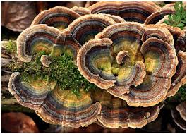 Image result for Sorghum versicolor