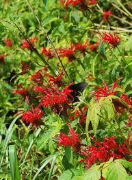 Image result for Monarda didyma