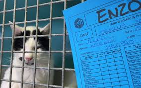Portes Ouvertes A La Spa De Gennevilliers 51 Animaux Adoptes Le Parisien