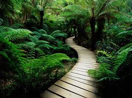 Best nature hd wallpapers for mobile and desktop, android and iphone. 50 Free Wallpaper Photos Of Nature On Wallpapersafari
