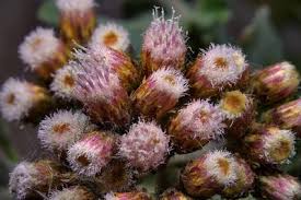 Image result for Pluchea dioscoridis