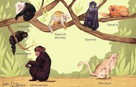 A primate refers to any member of the biological order primates and contains species that are commonly related such as monkeys, lemurs, bush babies and apes. 7 Kinds Of Primates That Can Be Kept As Pets