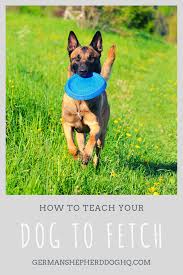 Dog Training Teach Your Dog Dog Learning Dog Tips Dog Hacks Teachyourdog Dog Training Training Your Dog Dog Training Obedience