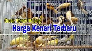 Jual burung kenari murah dan sehat. Harga Kenari Terbaru Ready Stok Loper Af Afs F1ys F2ys Rambo Kenari Malang Youtube