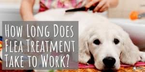 It can be hard to know where to start. Flea Collars Vs Topical Drops Which Is Better Safer
