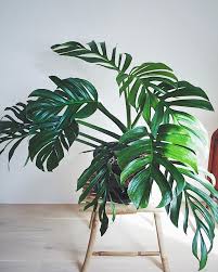 A Few Months Ago My Bf Came Home With This Monstera Pinnatipartita After I Had Been Blabbering About It And How It Was Garden Planner Plants Organic Gardening