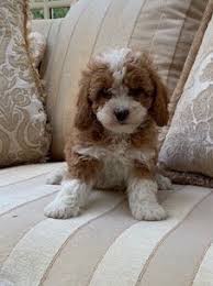 Dad is 13 at shoulder and 13 lbs. Cavapoochon Raffles Cockapoos