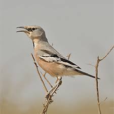 Birdfinders Birdwatching Holidays Uzbekistan