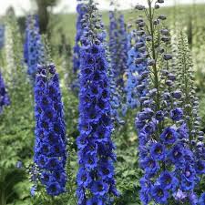Image result for Delphinium