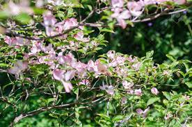 We pick the best plants and pack your order the day that it ships out from our. Pink Dogwood Tree Cornus Florida In Full Bloom In Springtime Stock Photo Picture And Royalty Free Image Image 96689813