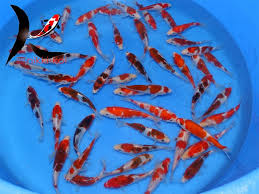 How can you tell how old a koi fish is? Koi Spawning Behaviour Development Hydrosphere Water Gardens