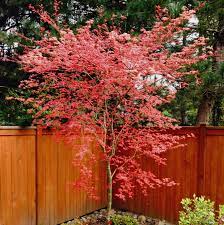 Acer Palmatum Shindeshojo Google Search Japanese Maple Japanese Maple Tree Small Trees