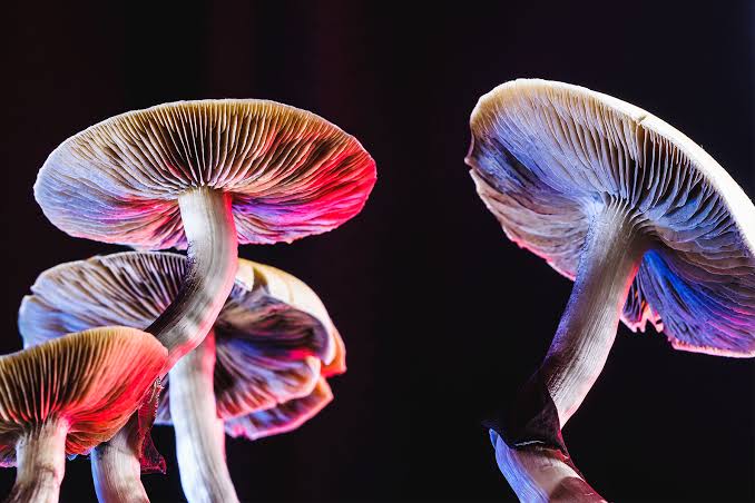 Mushrooms