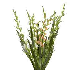 Gladiolus Flower Bud Stem Gladiolus Flower Flower Bud Gladiolus