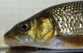 Image result for Hubbardochloa gracilis