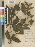 Image result for Heinsia