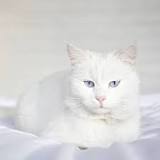 Gato angora: curiosidades, características y cuidados