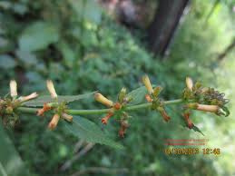 Image result for Triumfetta brachyceras