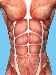 This tool provides access to a ct atlas in the axial plane, allowing the user to interactively learn abdominal anatomy. Muscle Anatomy Of Male Chest Stock Illustration Illustration Of Musculature Abdomen 63529211