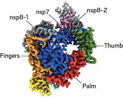 But these structures' contribution to infection and disease is often underappreciated, even among scientists, says pyle, a howard hughes medical institute investigator at yale university. Structure Of Sars Cov 2 Rna Dependent Rna Polymerase Published