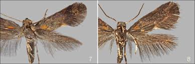 Image result for Phyllonorycter leucographellus