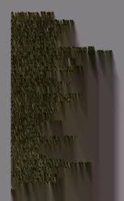 Image result for Tridactyle anthomaniaca