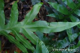 Image result for Mimusops obtusifolia