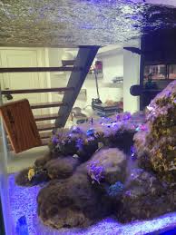 He uses lanthanum chloride for the. Brown Hair Algae With Zero Nutrients Help Reef2reef Saltwater And Reef Aquarium Forum
