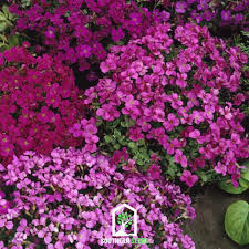 Image result for Riocreuxia