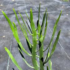 Image result for Euphorbia platycephala