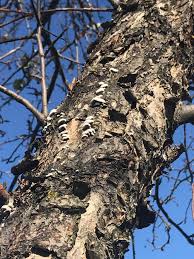 Maintaining consistent, optimal care of flowering crabapple trees gives them a greater ability to avoid and recover from diseases. Ppdl Case Study 1 White Fungi On Crabapple Branch Purdue Landscape Report