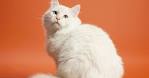 Fluffy Cat Breeds (White, Orange, Gray)