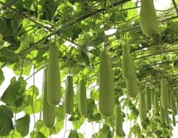 Image result for Lagenaria